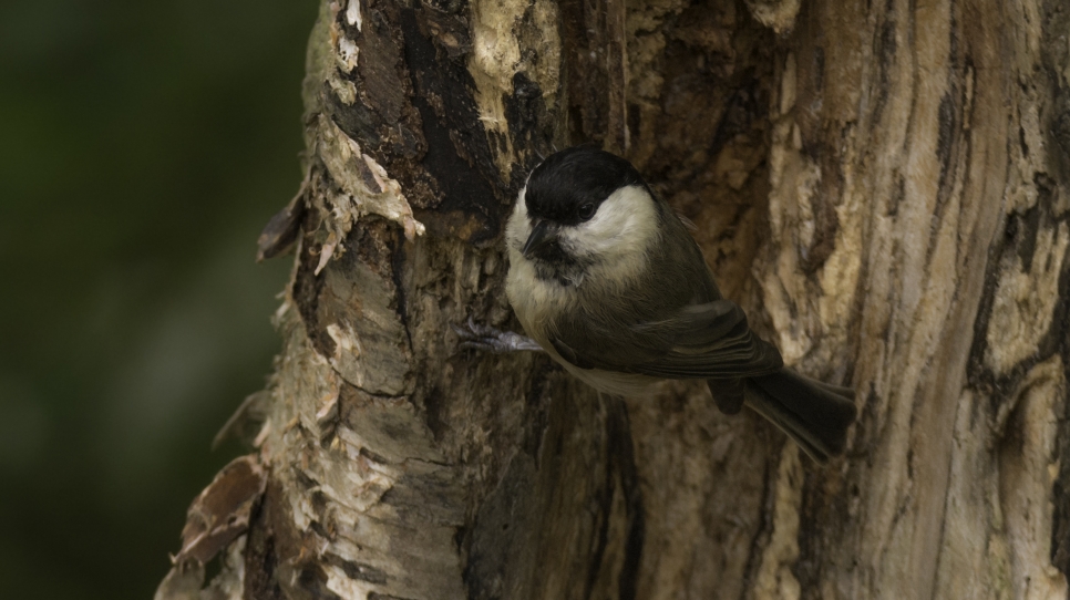 WWT willow tit.jpg